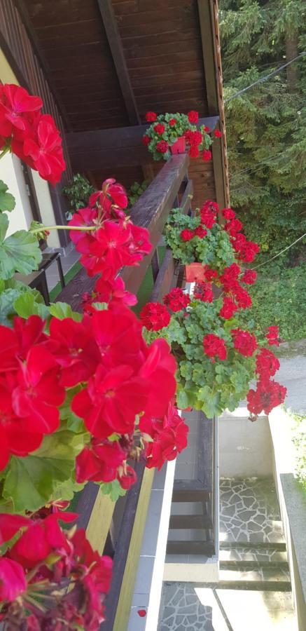 Apartament Kalinderu K1 Buşteni Zewnętrze zdjęcie